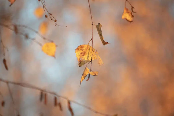 Podzimní Krajina Slunečného Dne Přes Břízové Listy — Stock fotografie
