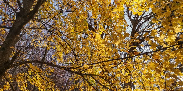 Желтые Листья Короны Огромного Клена — стоковое фото