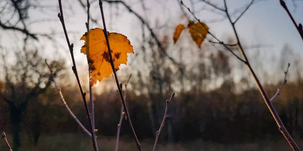 Jesienny Krajobraz Słoneczny Dzień Przez Liście Brzozy — Zdjęcie stockowe