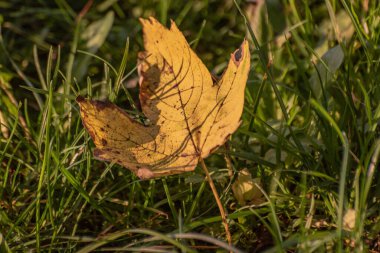 Düşen akçaağaç yaprağı rüzgarda hareket eder.