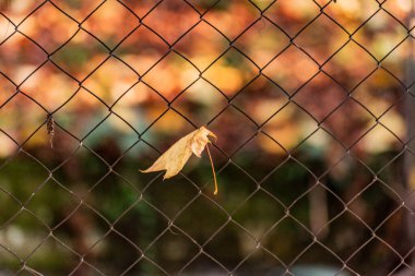 Sarı akçaağaç yaprağı tel örgüye sıkışmış.