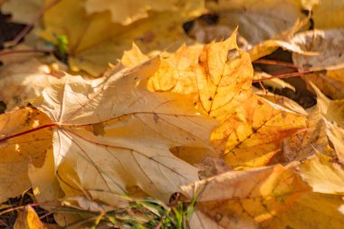 Sarı akçaağaç yaprakları zemini kaplıyor.