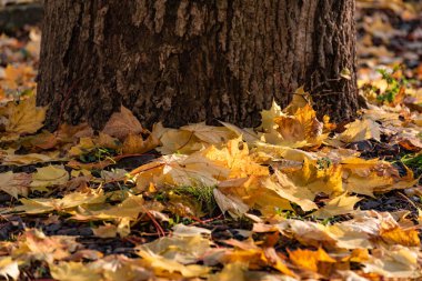 Sarı akçaağaç yaprakları zemini kaplıyor.