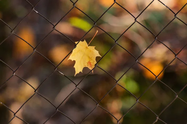 Yellow Maple Leaf Stuck Mesh Fence — Stock Photo, Image