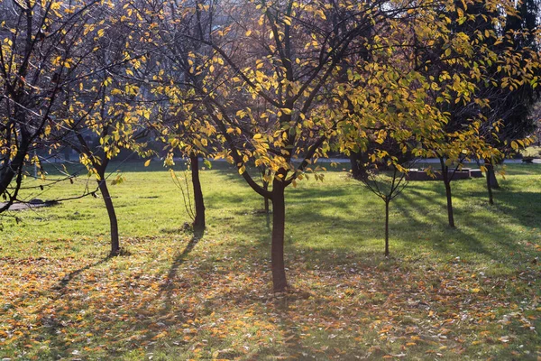 Schöne Bäume Mit Einer Gelben Krone Park — Stockfoto