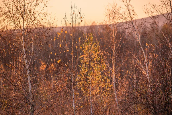 Podzimní Krajina Horského Lesa Při Západu Slunce — Stock fotografie