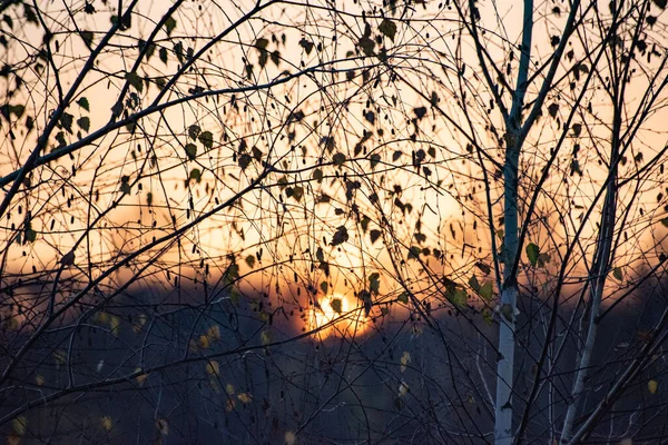 Herfstlandschap Van Een Bergbos Bij Zonsondergang — Stockfoto