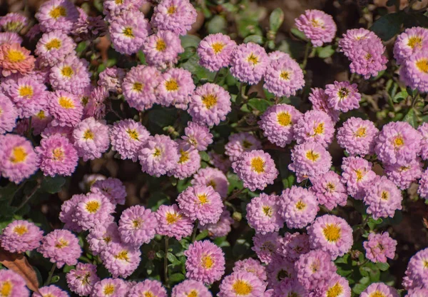 Crisantemos Miniatura Púrpura Otoñal Parque — Foto de Stock