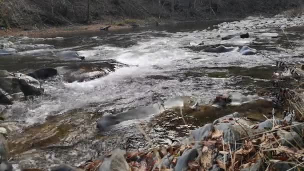 Бурная Река Осеннем Горном Лесу — стоковое видео