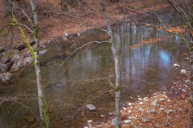 Sonbahar dağ ormanlarındaki nehir.