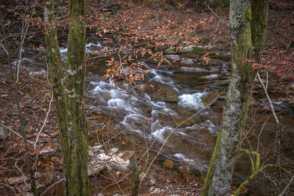 Rivière Dans Forêt Montagne Automne — Photo
