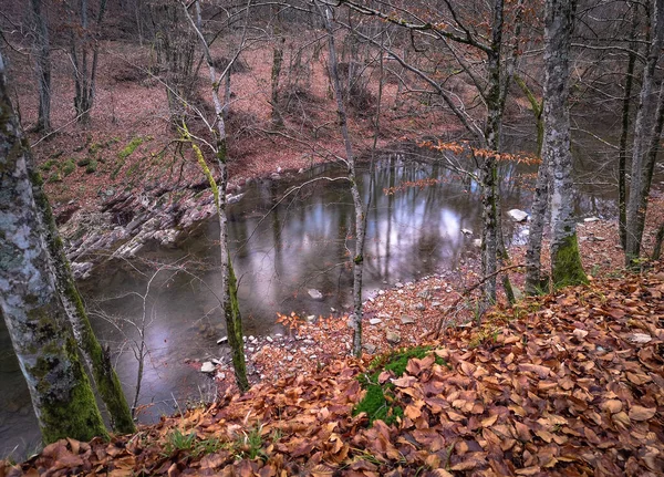 Flod Höstens Fjällskog — Stockfoto