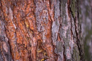 Reçineli çam kabuğunun eşsiz dokusu