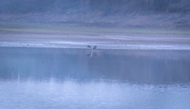 Sisin içinde bir balıkçıl ile göl manzarası