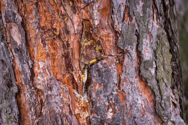 松木树皮与树脂的独特质感 — 图库照片