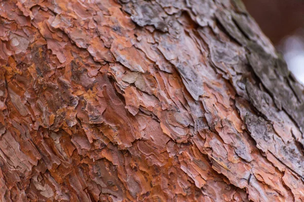 松木树皮与树脂的独特质感 — 图库照片