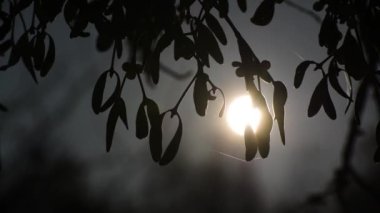 Güneş ışınlarının arka planında ökseotu olan manzara