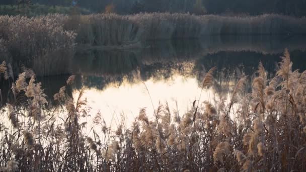 日没時に湖の岸に乾いた葦 — ストック動画