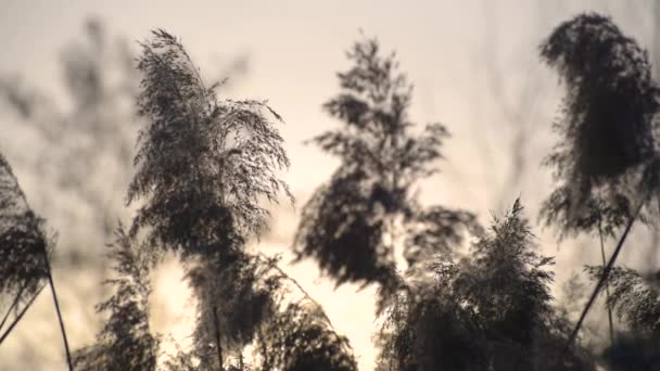 日落时湖畔干枯的芦苇 — 图库视频影像