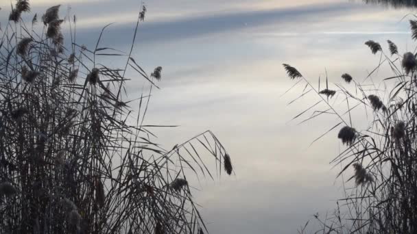 Сухой Тростник Берегу Озера Закате — стоковое видео