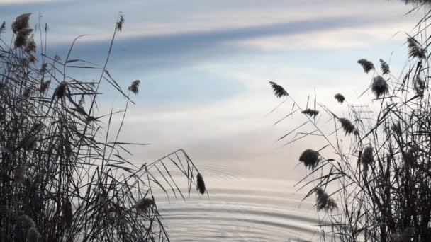 Trockenes Schilf Ufer Des Sees Bei Sonnenuntergang — Stockvideo