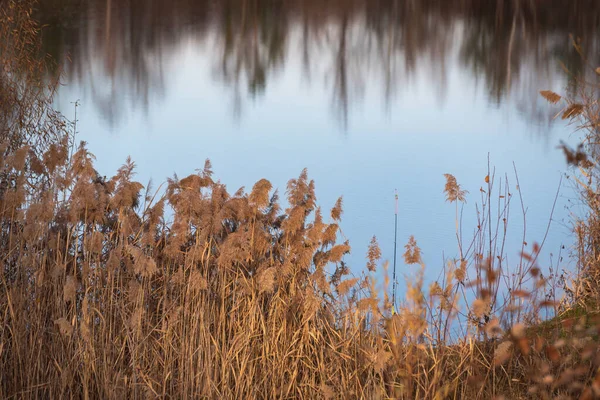 stock image Dry reeds on the shore of the lake at sunset