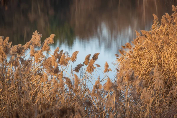 日落时湖畔干枯的芦苇 — 图库照片