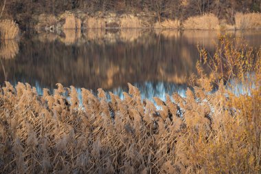 Gün batımında gölün kıyısında kuru sazlıklar.