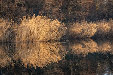 Gün batımında gölün kıyısında kuru sazlıklar.