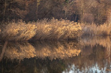 Gün batımında gölün kıyısında kuru sazlıklar.