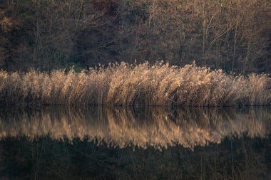 Gün batımında gölün kıyısında kuru sazlıklar.