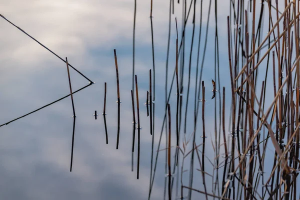 Сухой Тростник Берегу Озера Закате — стоковое фото