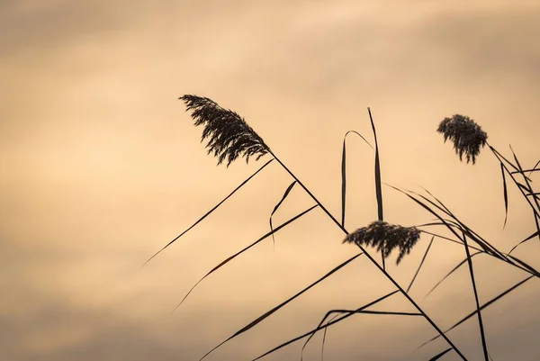 Сухой Тростник Берегу Озера Закате — стоковое фото