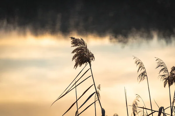 Dry Reeds Shore Lake Sunset — Stock Photo, Image
