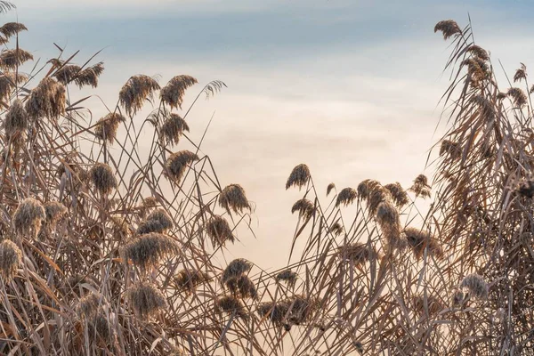 Dry Reeds Shore Lake Sunset — Stock Photo, Image