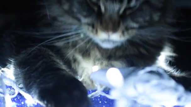 Maine Coon Gato Mordisca Uma Grinalda Natal — Vídeo de Stock