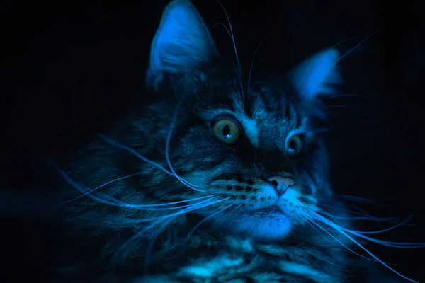 Maine Coon Portrait Garland Lights Reflected Eyes — 스톡 사진
