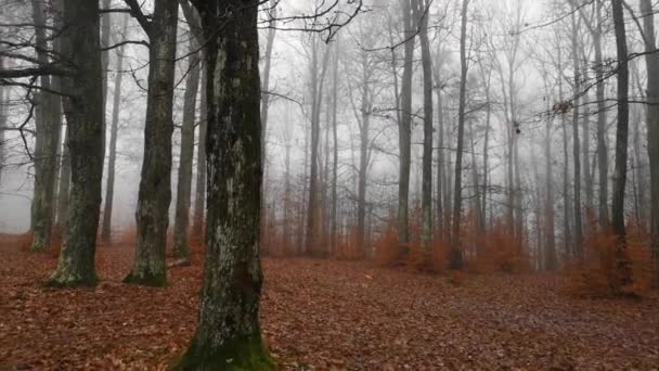 Paesaggio Della Nebbiosa Foresta Faggi Montani Sotto Pioggia — Video Stock