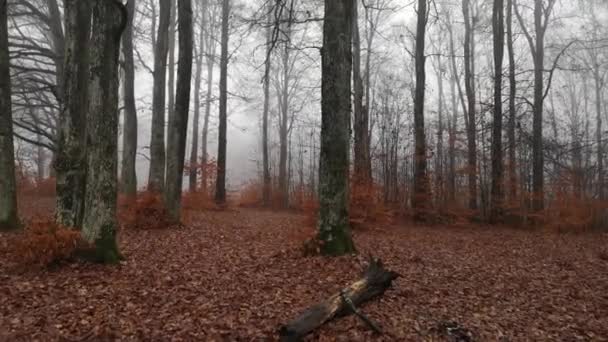 Landscape Misty Mountain Beech Forest Rain — Stock Video