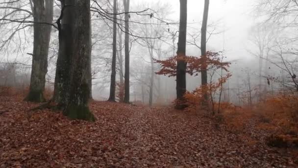 Landscape Misty Mountain Beech Forest Rain — Stock Video