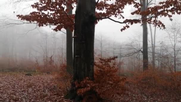 Paisagem Floresta Faia Montanha Nebulosa Chuva — Vídeo de Stock