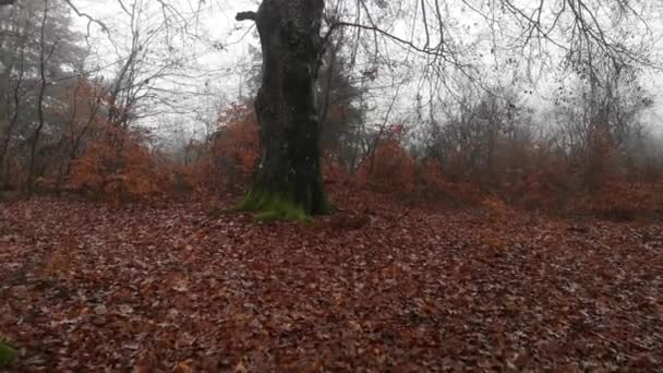 多雾的山毛榉林在雨中的景观 — 图库视频影像