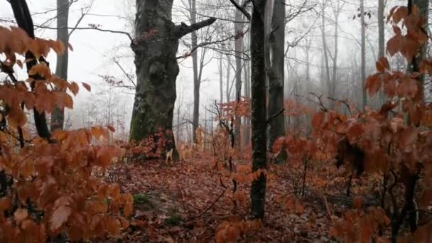 Peisajul Pădurii Cețoase Fag Munte Ploaie — Videoclip de stoc