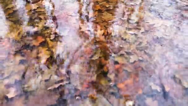 Tekstura Spadła Liści Kałuży Lasu — Wideo stockowe