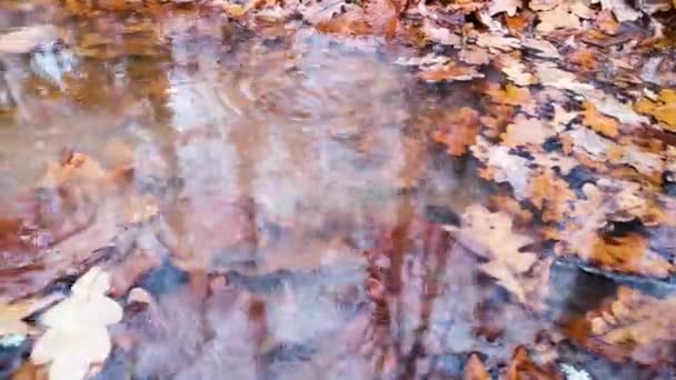 Texture Fallen Leaves Forest Puddle — Stock Video