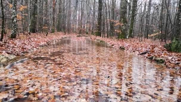 木の水溜りに落ちた葉の質感 — ストック動画