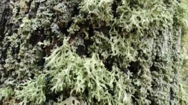 Lichen yağmur altında bir dağ ormanında bir ağaçta