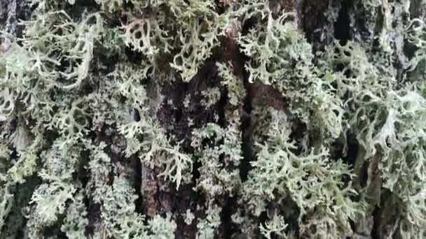 Lichen Sur Arbre Dans Une Forêt Montagne Sous Pluie — Video