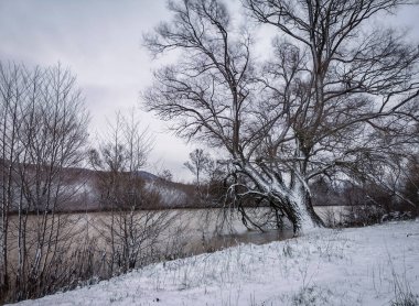 Sisin içinde kocaman yaşlı bir ağaç, yüksek suların kıyısında.