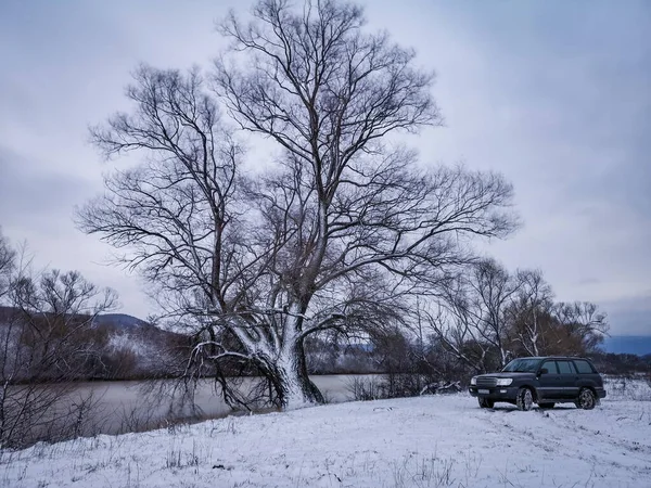 Winter landscape with a huge tree by the river and an SUV